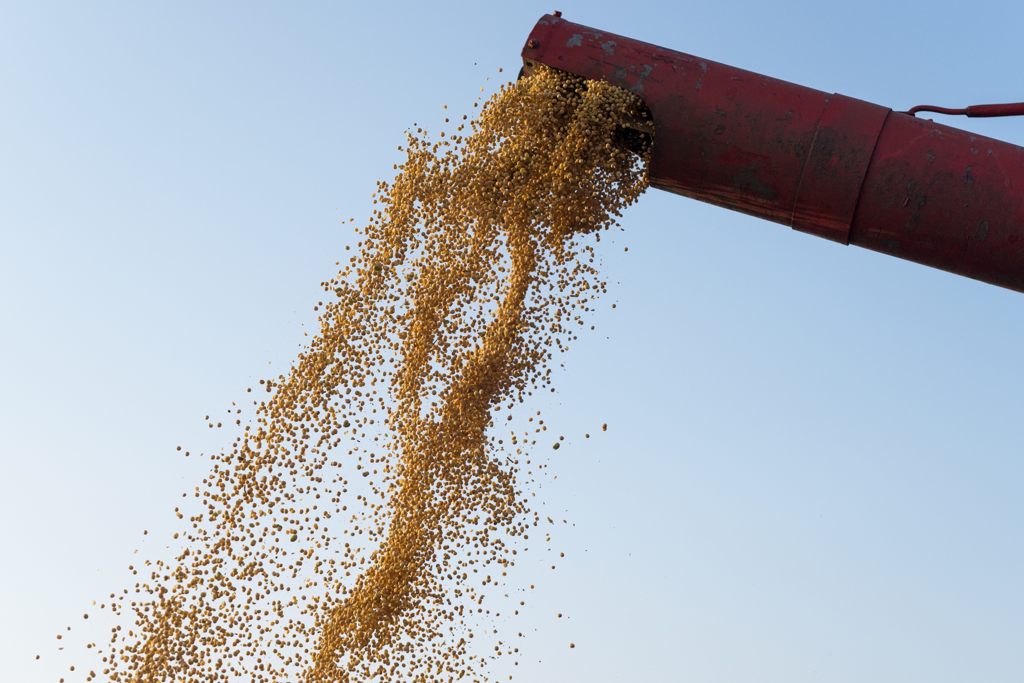 Sorghum grains being poured